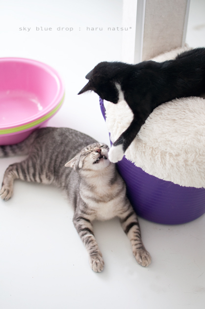 ハルナッちゃん3