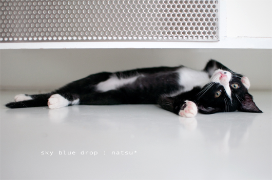 にゃんにゃんにゃん♪♪