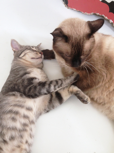 ヨコしんずれいしまーす