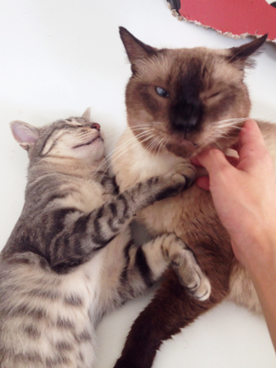 王子ぢゃなくても・・