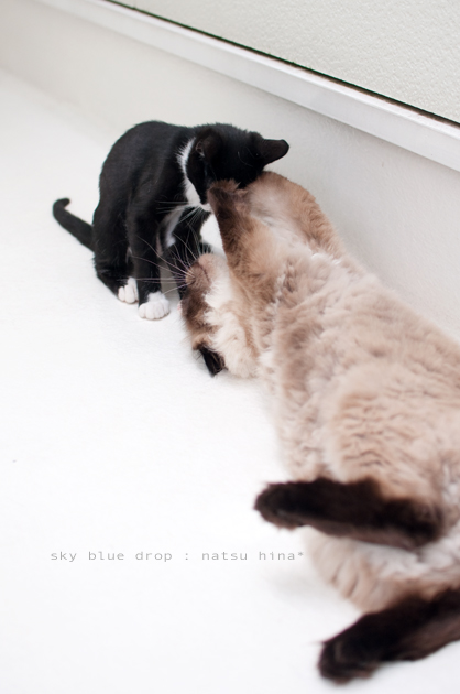 ポッチんの日常6