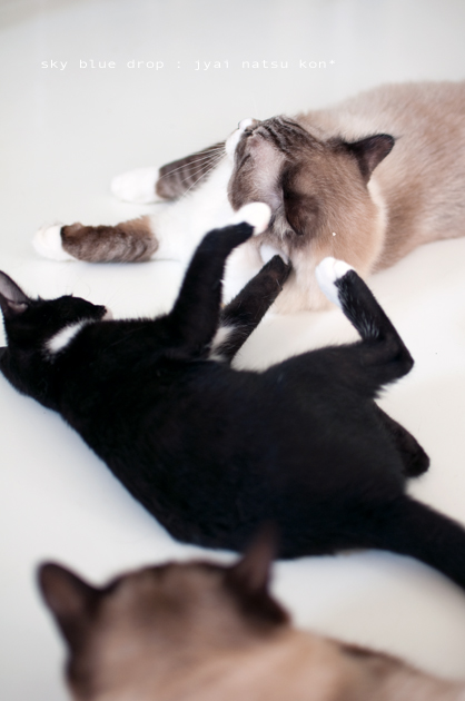 ポッチんの日常5