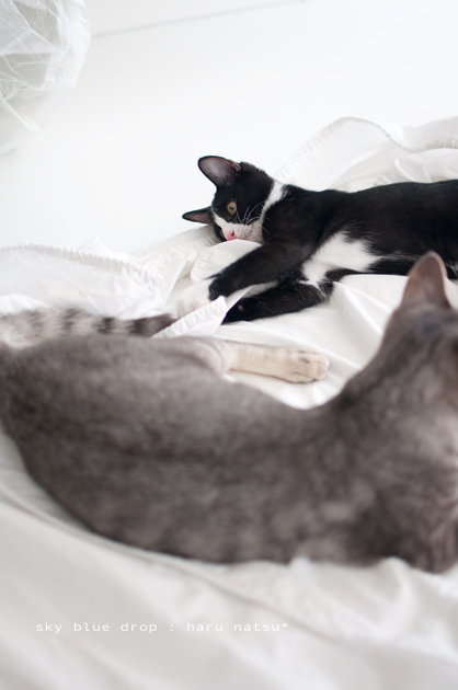 ポッチんの日常3