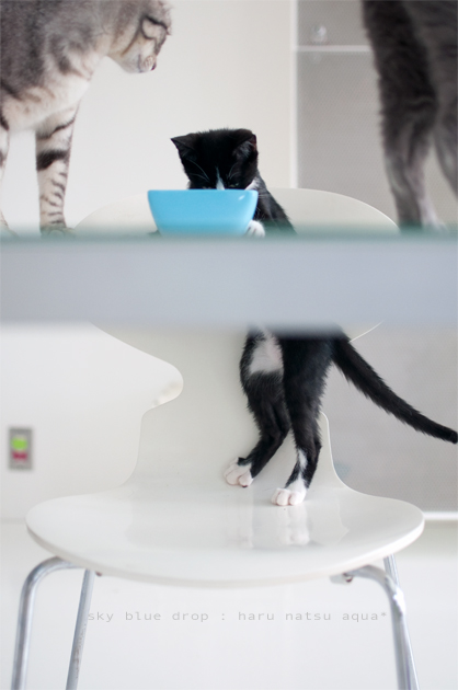 ポッチんの日常2