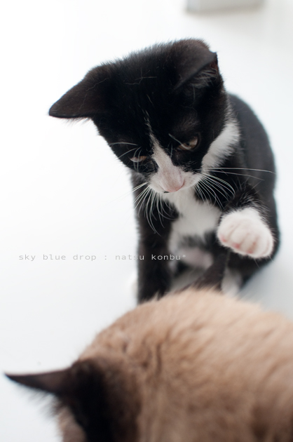 ポッチんの日常4