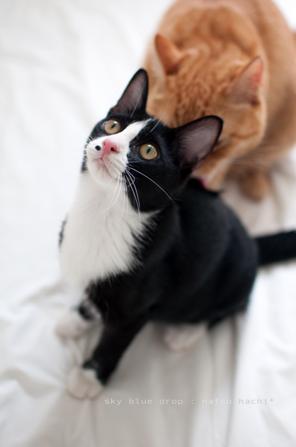 ポッチんの日常7