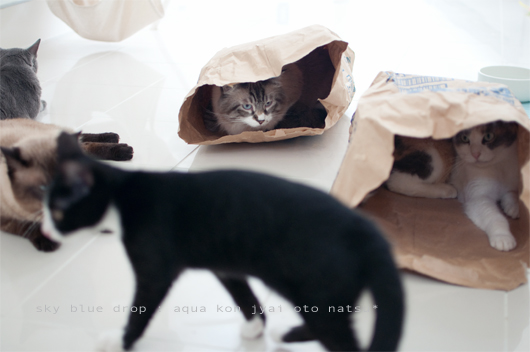 おっちゃんドコ??