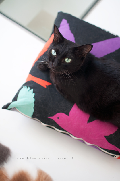 行きませんよわたしゃ