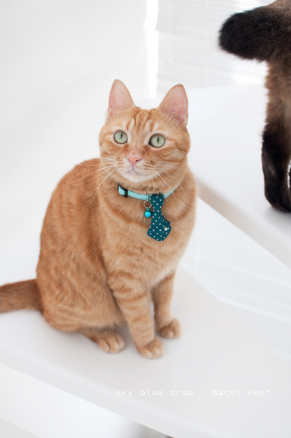 まあるいちっぽ