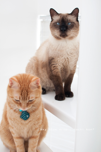 まあるいキメ顔