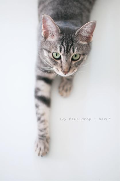 それよりお詫びの品をもってこ