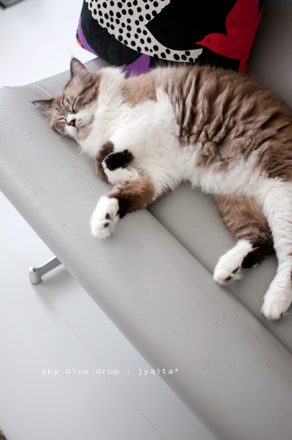 ダツリョクちう