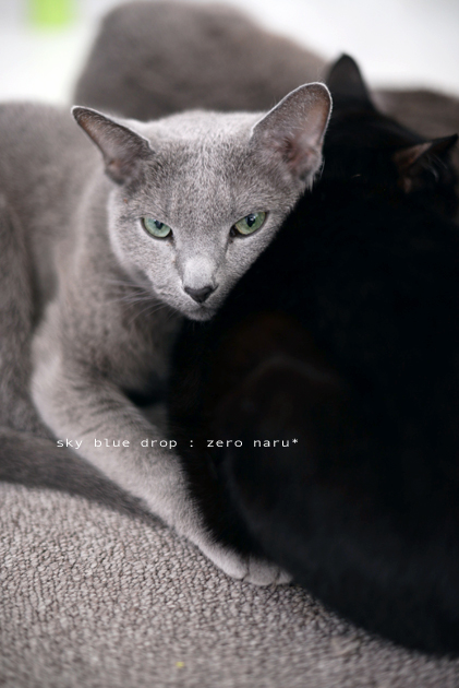 今日も見事なくっつき虫