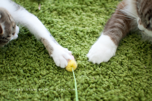 でっかいのんとちっこいのん12