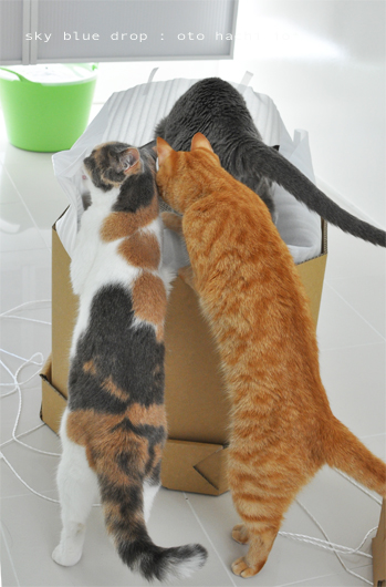 なんだよ見せろよ～見せろよ～！！