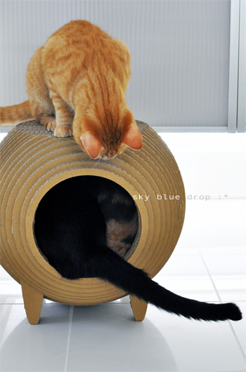 ボクも入りたいよ～♪