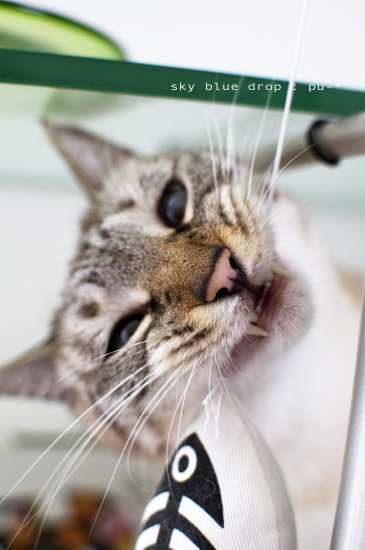 （ΦωΦ）ふふふ････