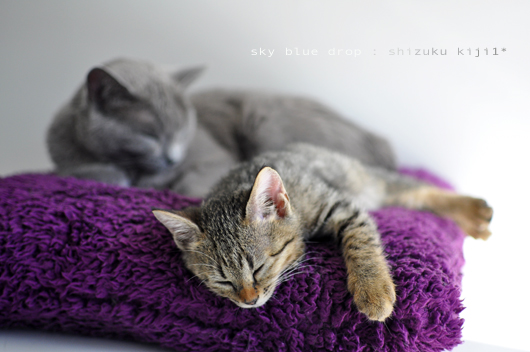 すみっこ貸してね