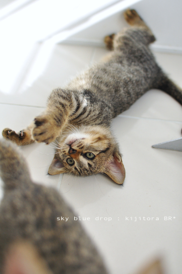 きゃっきゃきゃっきゃ