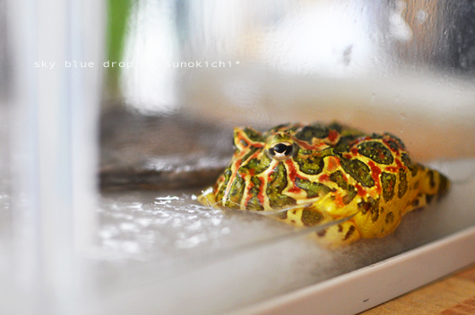 全然動かにゃいの