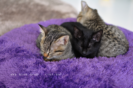 １号２号くろすけ