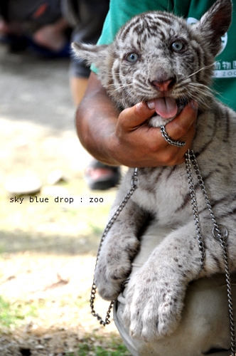 zoo white tiger