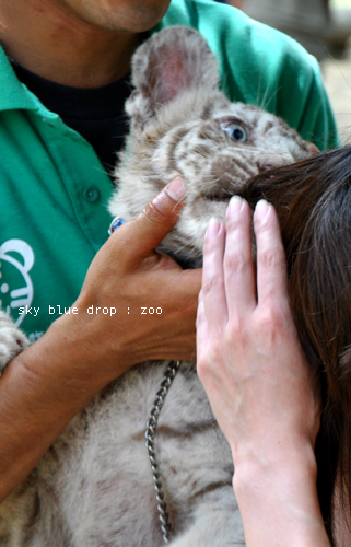 zoo white tiger