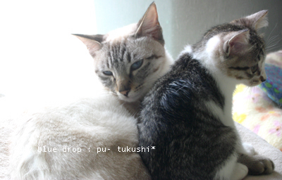 気にしないよ☆