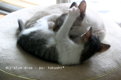 キャハ☆キャハ