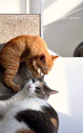 姐さんと舎弟ツー