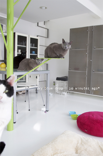 だからマダだって