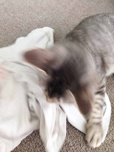 ガルルルルルゥ