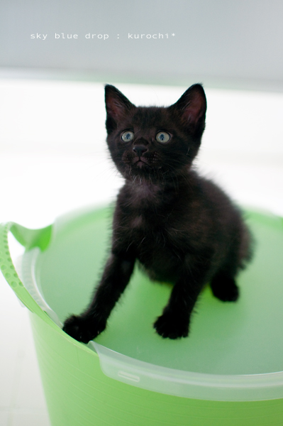 kurochi3.jpg