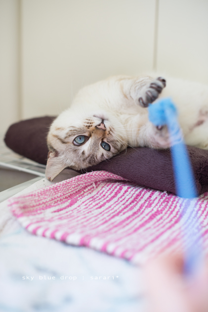 じゃらしであそぶ