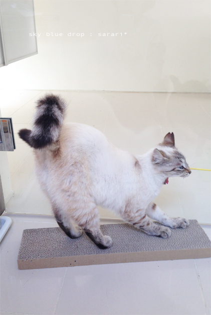 余裕ぶっこきさらりん