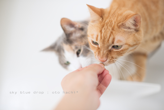 ソコどけソコどけ