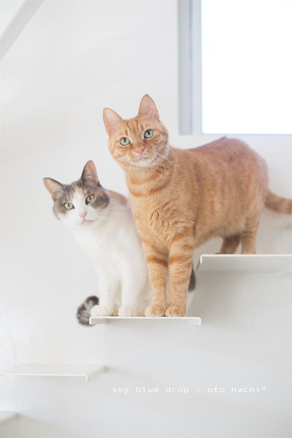 飢えている。ふり。