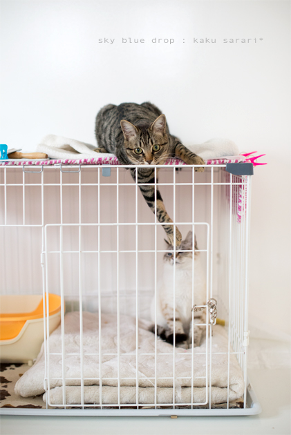 数打っても当たらない