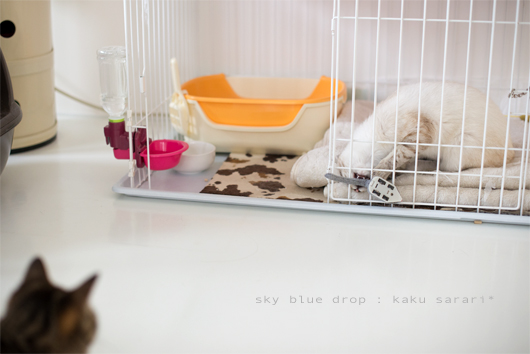 さらりとかくたろう2