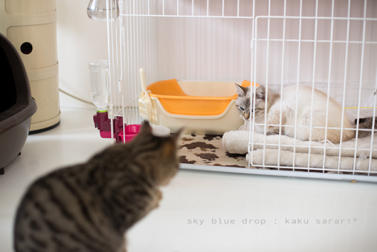 さらりとかくたろう3