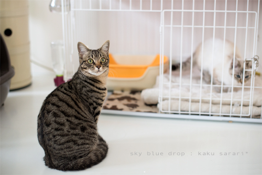 さらりとかくたろう4