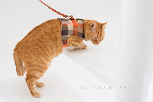 はみ出しはっちゃん