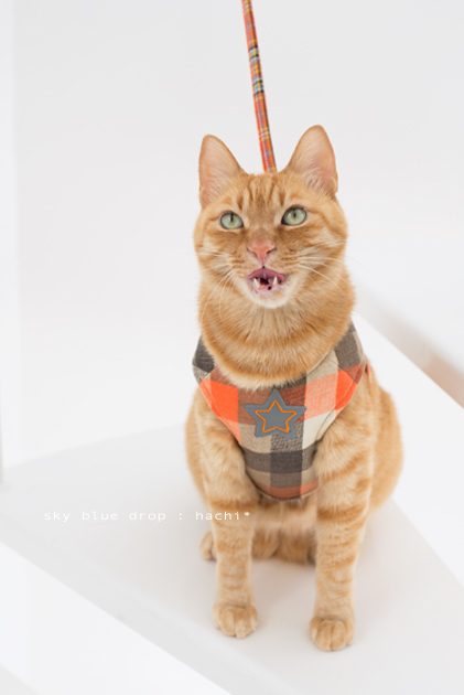 レロレロはっちゃん