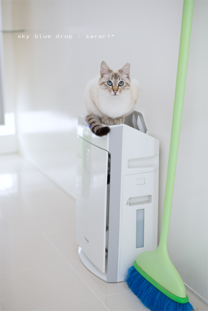 ジィーーーー↑