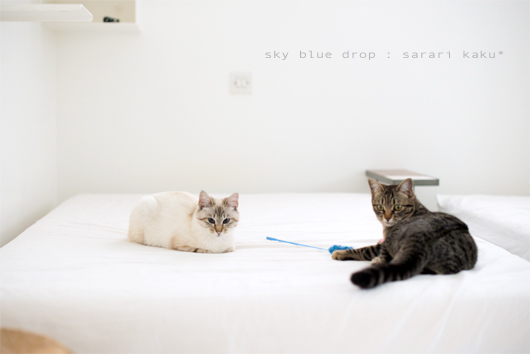 さらりんとかく5