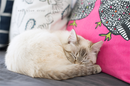 いい夢見てます