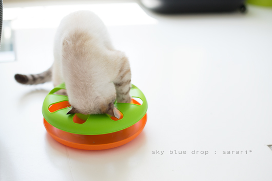 ゴロンしちゃうぞ