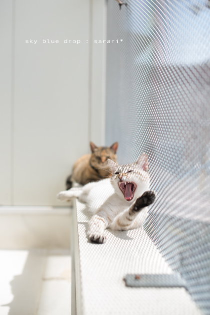 シアワセナヒビ７