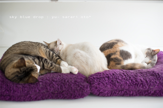 シアワセナヒビ３