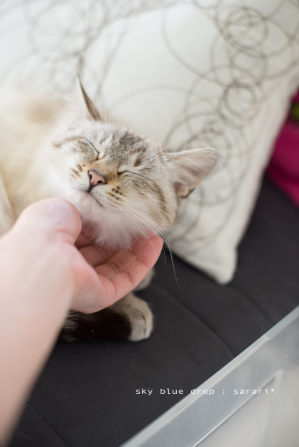 シアワセナヒビ５